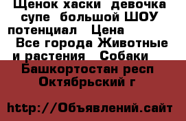 Щенок хаски, девочка супе, большой ШОУ потенциал › Цена ­ 50 000 - Все города Животные и растения » Собаки   . Башкортостан респ.,Октябрьский г.